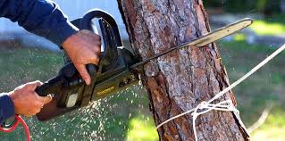 Best Leaf Removal  in Lemont, PA