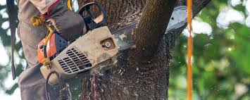 Lawn Watering Services in Lemont, PA