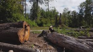 Best Firewood Processing and Delivery  in Lemont, PA