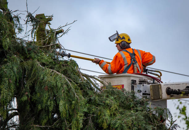Best Tree and Shrub Care  in Lemont, PA