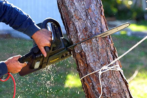 How Our Tree Care Process Works  in  Lemont, PA