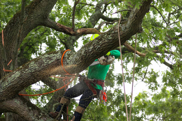 Professional Tree Care in Lemont, PA