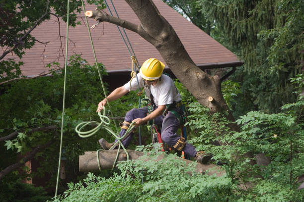 Best Tree Planting  in Lemont, PA